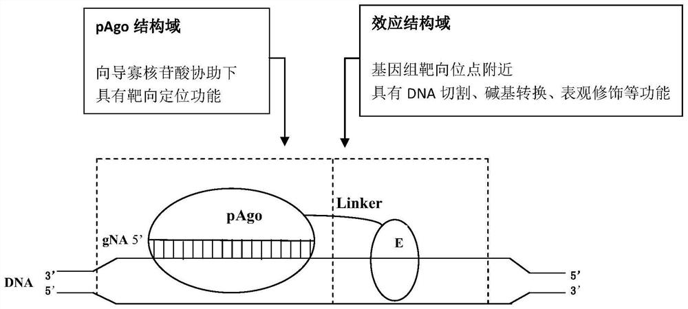 Chimeric protein pagoe and its construction method, application, and chimeric protein pagoe using a wizard, its construction method, and application