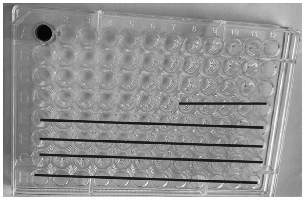 Primer, probe and kit for absolute quantification of Rhizopus oryzae