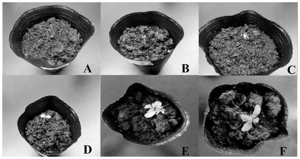 Method for promoting rapid germination of rhus chinensis seeds