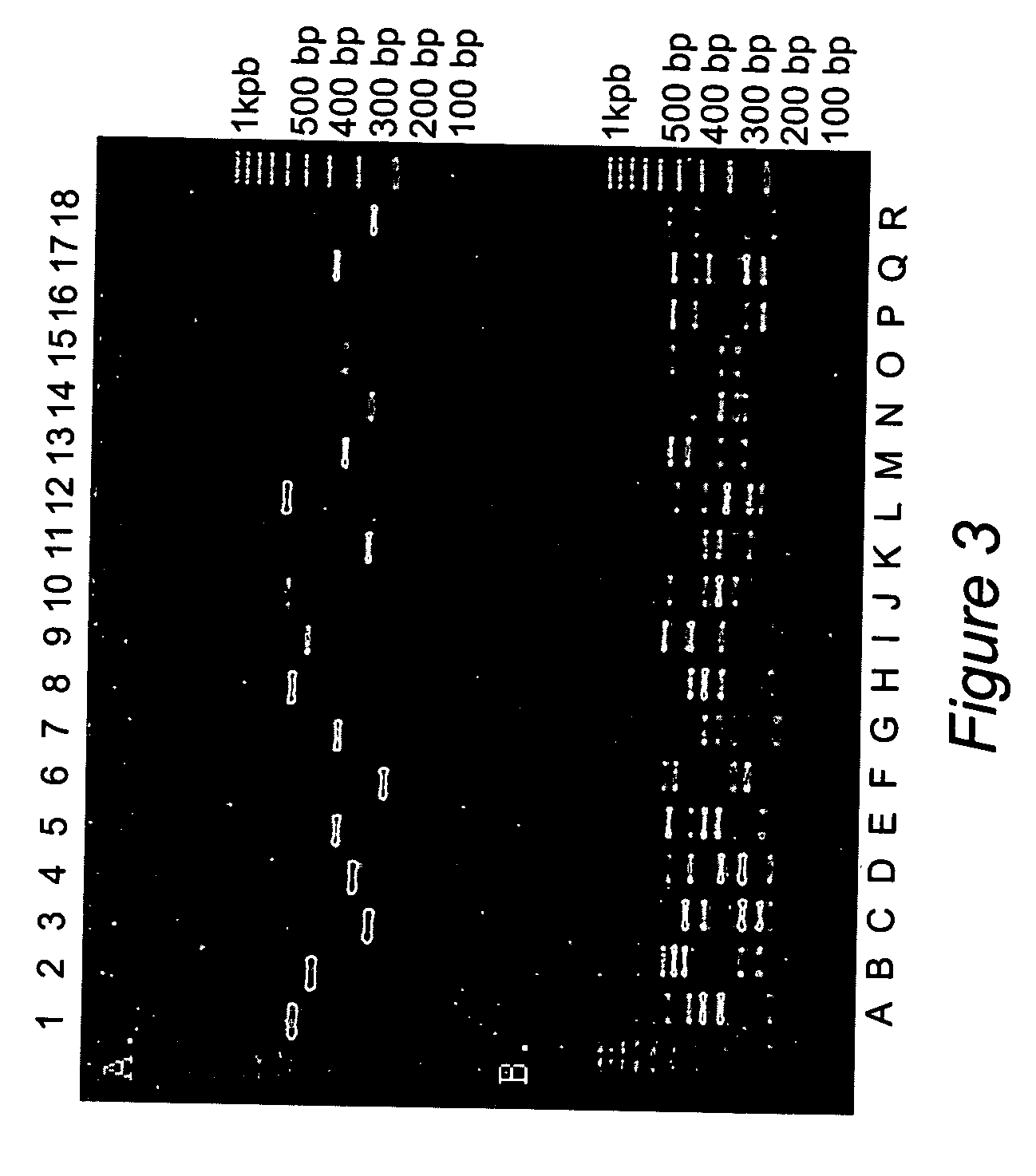 Restriction enzyme mediated method of multiplex genotyping