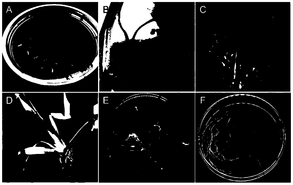 Method for inducing generation of dactylis glomerata L.hairy roots by agrobacterium rhizogenes
