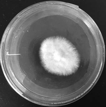 A kind of Amanita liposa strain yx1, culture method and application thereof