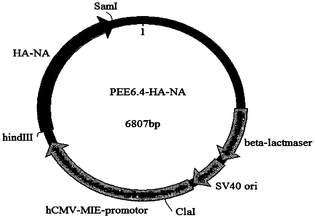 Fusion protein of equine influenza virus H3N8 subtype and preparation method, application and vaccine thereof