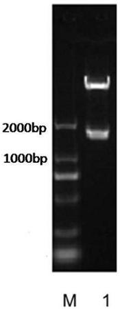 Fusion protein of equine influenza virus H3N8 subtype and preparation method, application and vaccine thereof