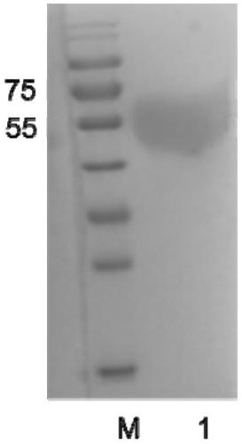 Fusion protein of equine influenza virus H3N8 subtype and preparation method, application and vaccine thereof