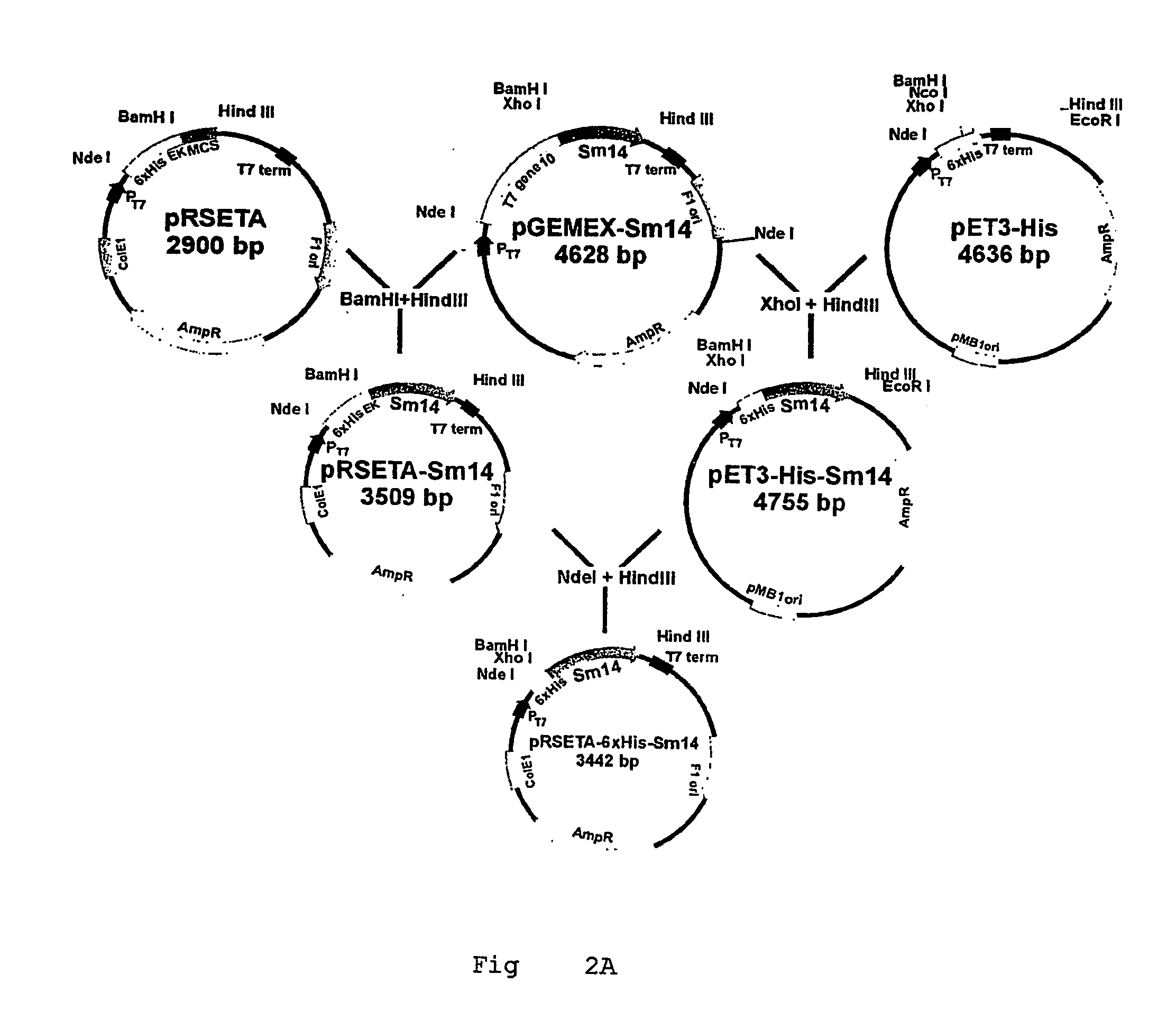 Helminth-derived antigens having capacity of providing protection against parasites