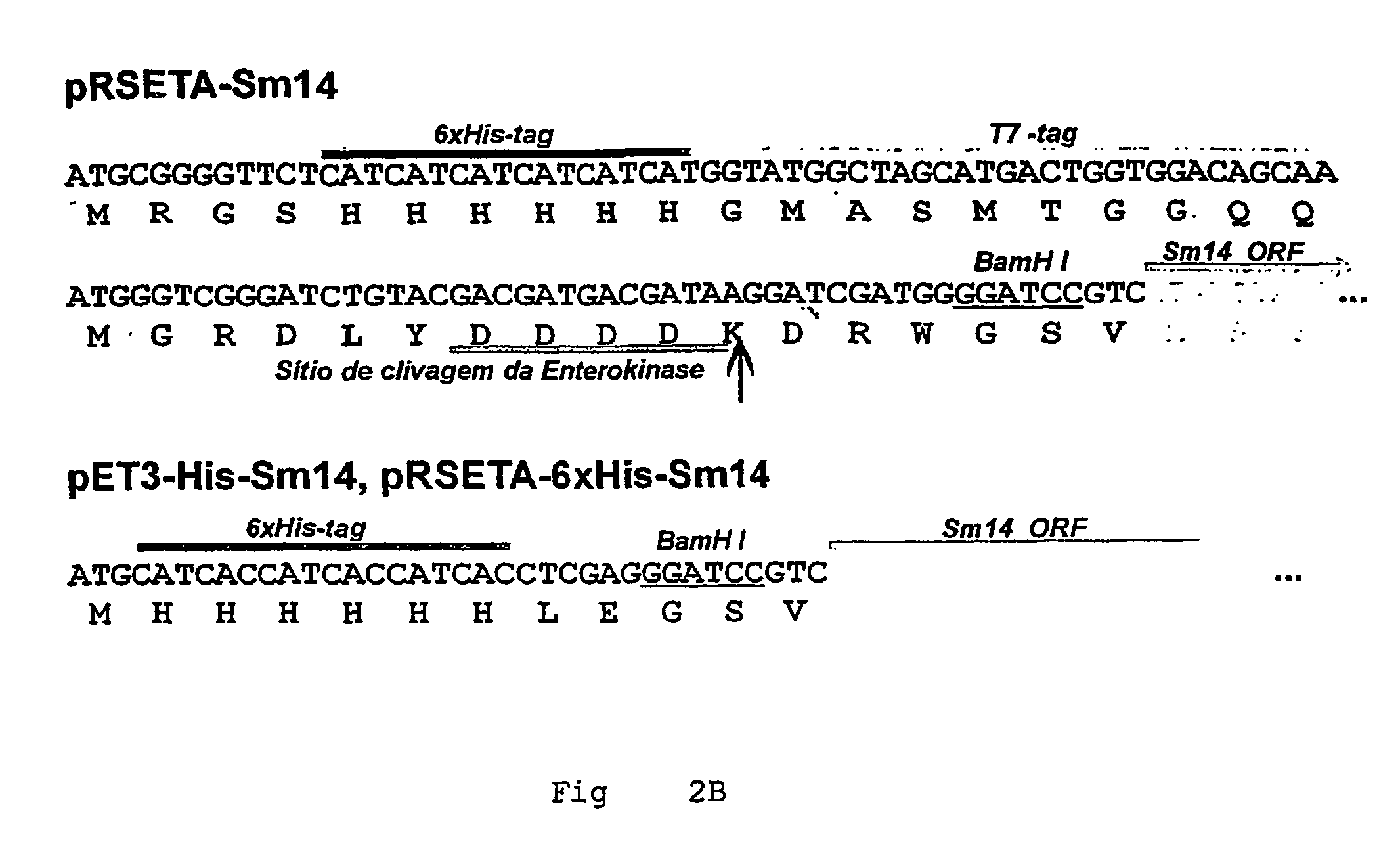 Helminth-derived antigens having capacity of providing protection against parasites