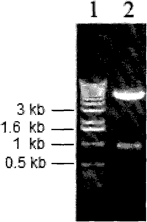 Exendin-4 and analog fusion protein thereof