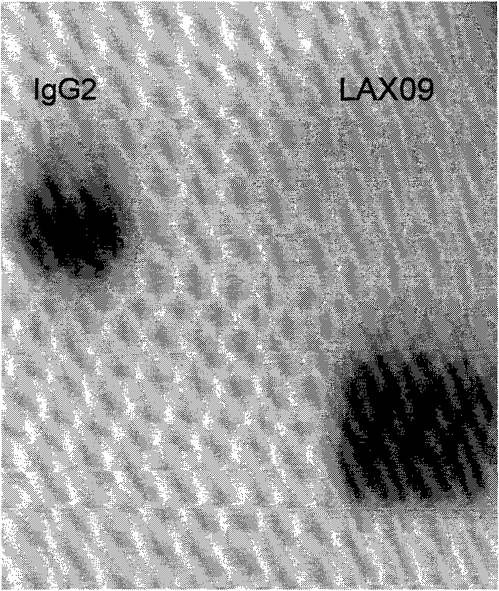 Exendin-4 and analog fusion protein thereof