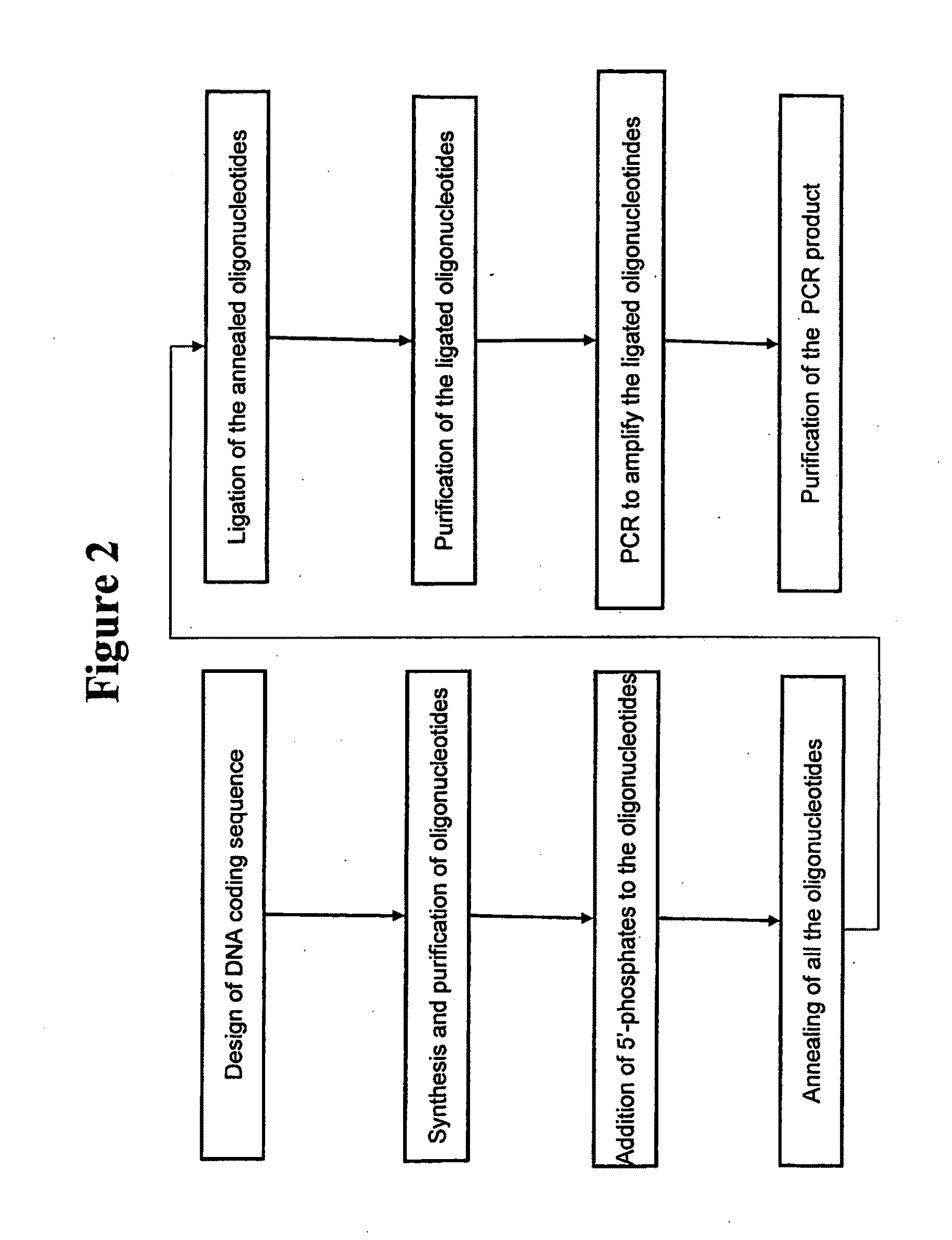 Griffithsin, glycosylation-resistant griffithsin, and related conjugates, compositions, nucleic acids, vectors, host cells, methods of production and methods of use