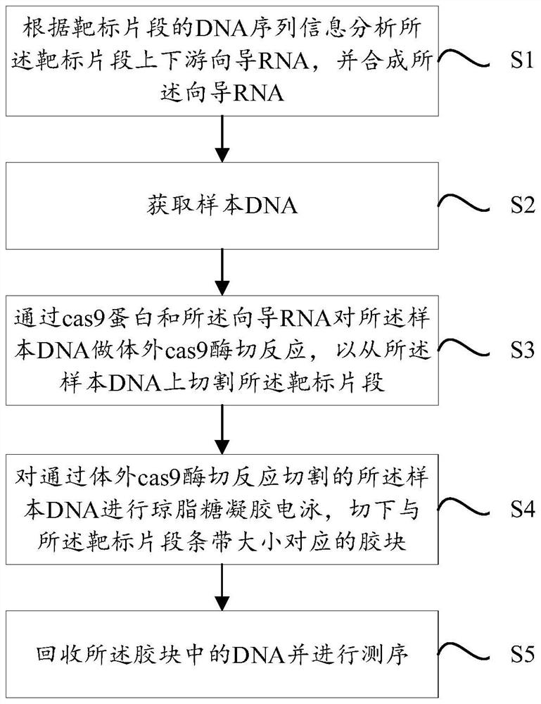 DNA fragment targeted enrichment method and application thereof in genome targeted sequencing