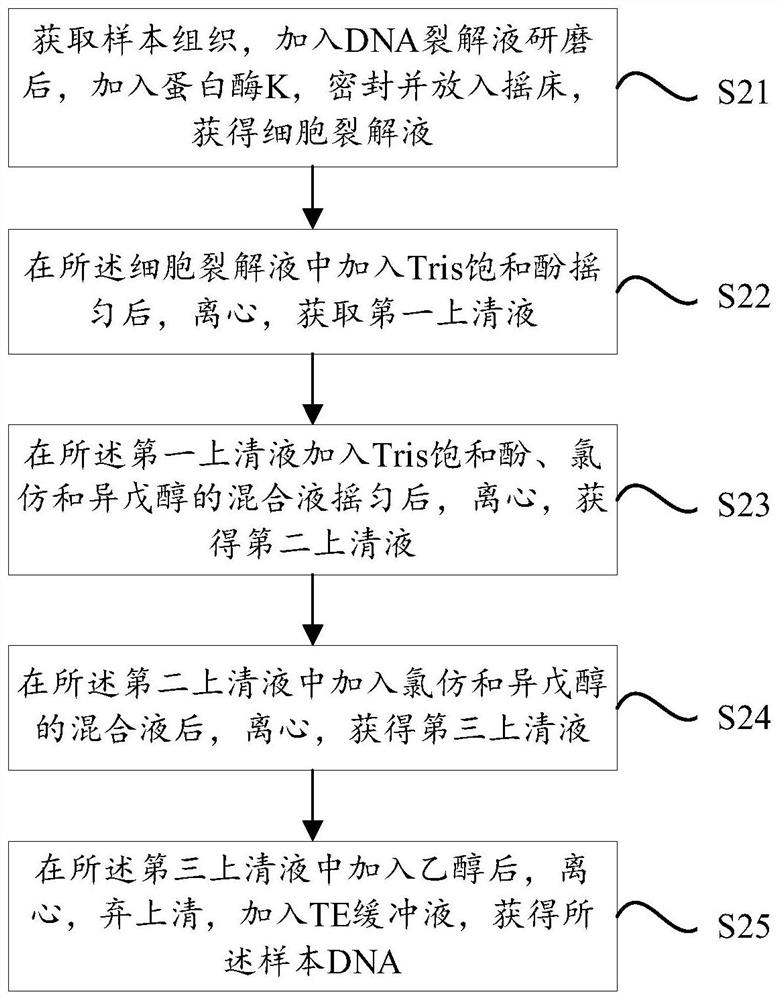 DNA fragment targeted enrichment method and application thereof in genome targeted sequencing