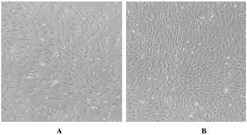 Induction culture medium and induction method for directional differentiation of human mesenchymal stem cells towards endothelial cells
