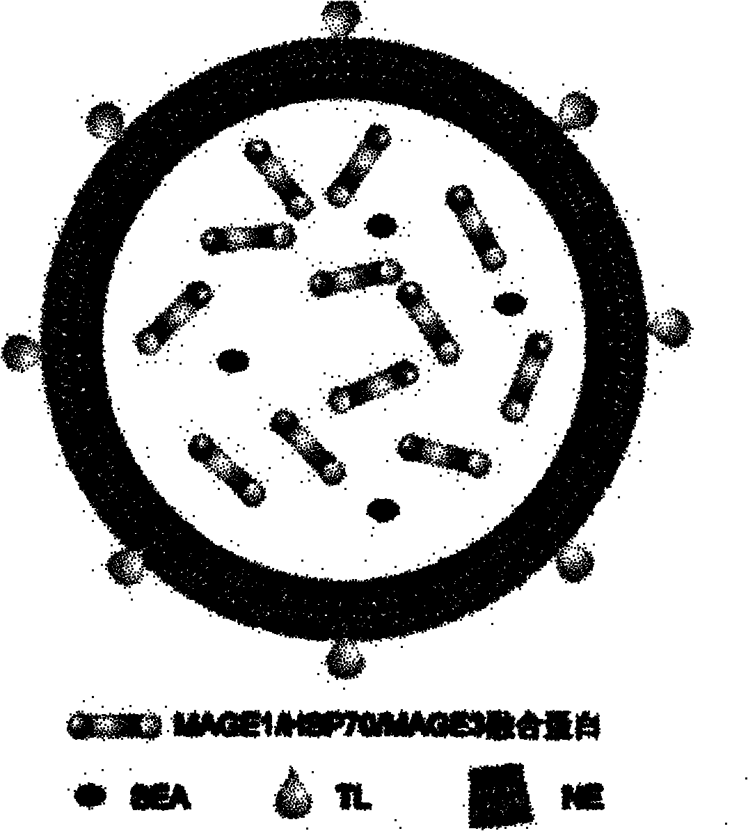 Oral cancer nano vaccine and structuring method thereof