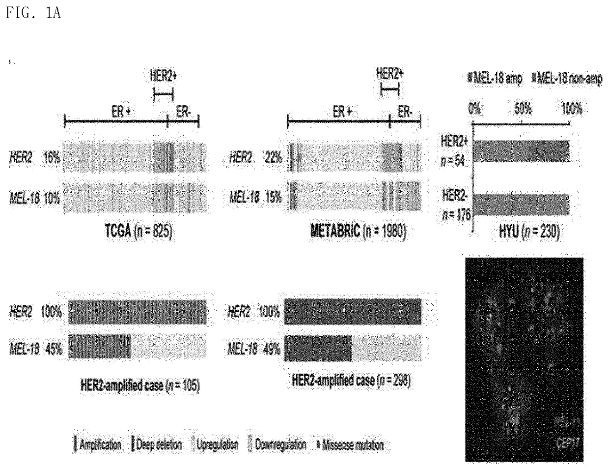 Biomarker for her2-positive cancer and Anti-her2 therapy and applications thereof