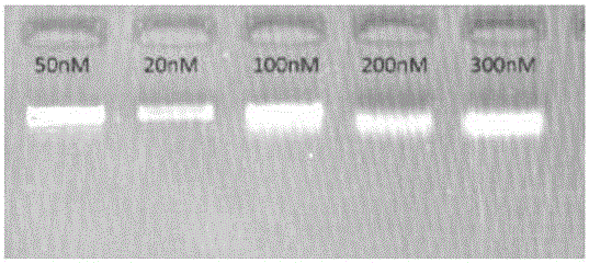 Kit, primers, probe sequence and method for detecting fetus chromosome aneuploid