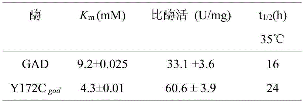 Glutamate decarboxylase mutant establishment improving enzyme activity and application thereof