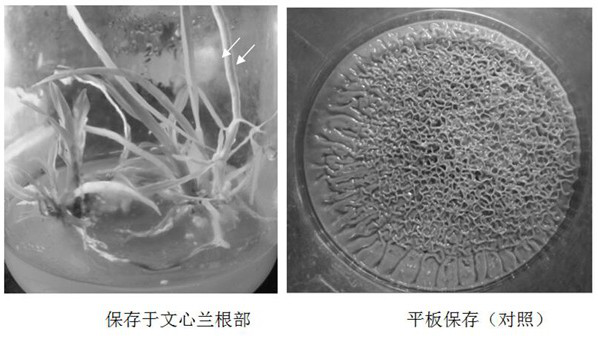 A kind of long-term preservation method of mycorrhizal fungus Pyriformis indica