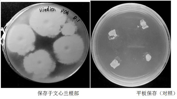 A kind of long-term preservation method of mycorrhizal fungus Pyriformis indica