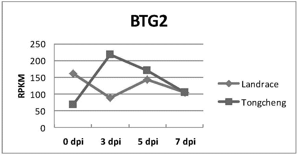 Application of porcine BTG2 (B-cell translocation gene-2) gene in anti-PRRS (porcine reproductive and respiratory syndrome) virus