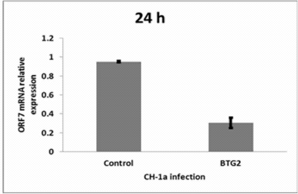 Application of porcine BTG2 (B-cell translocation gene-2) gene in anti-PRRS (porcine reproductive and respiratory syndrome) virus