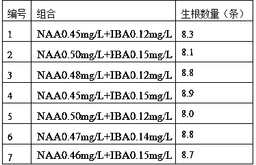 Cuttage seedling growing method for brassaiopsis glomerulata (Blume) Regel