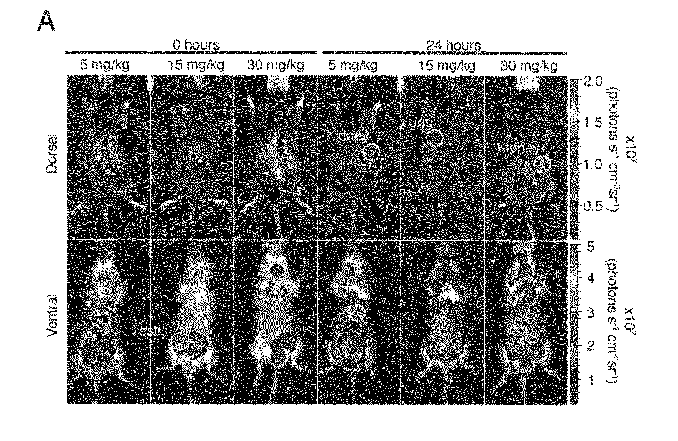 Transgenic Reporter Mouse and Method for Use