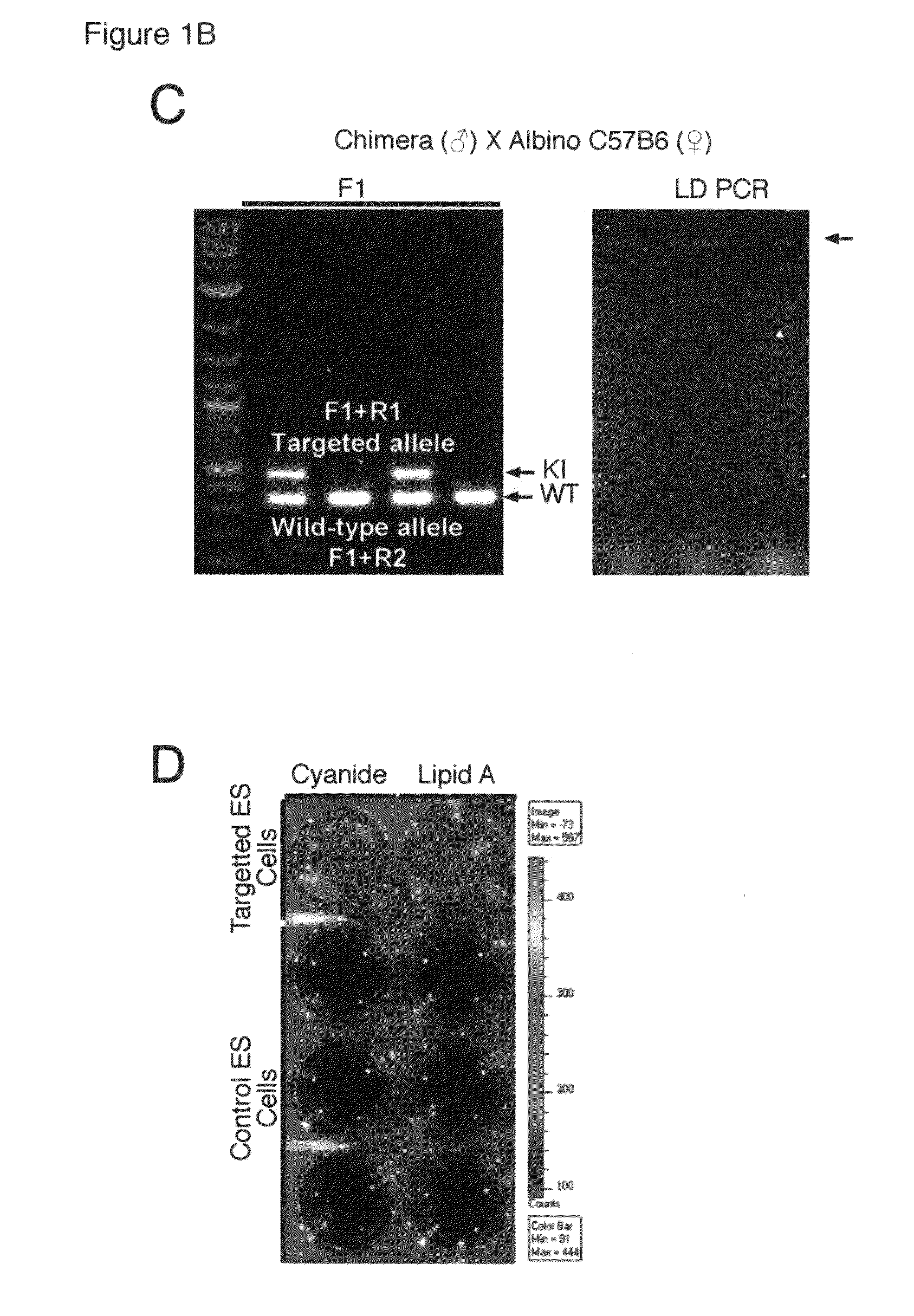 Transgenic Reporter Mouse and Method for Use