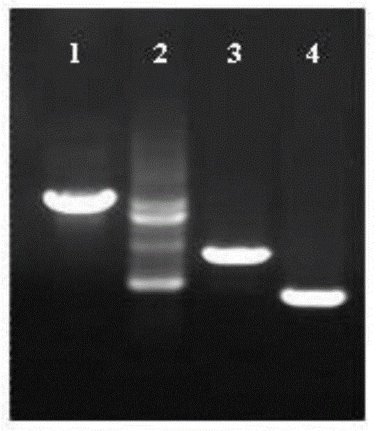 Co-expression system and construction method of polyvalent bacteriophage lyase genes, live vaccine of carrying system and preparation and application of live vaccine