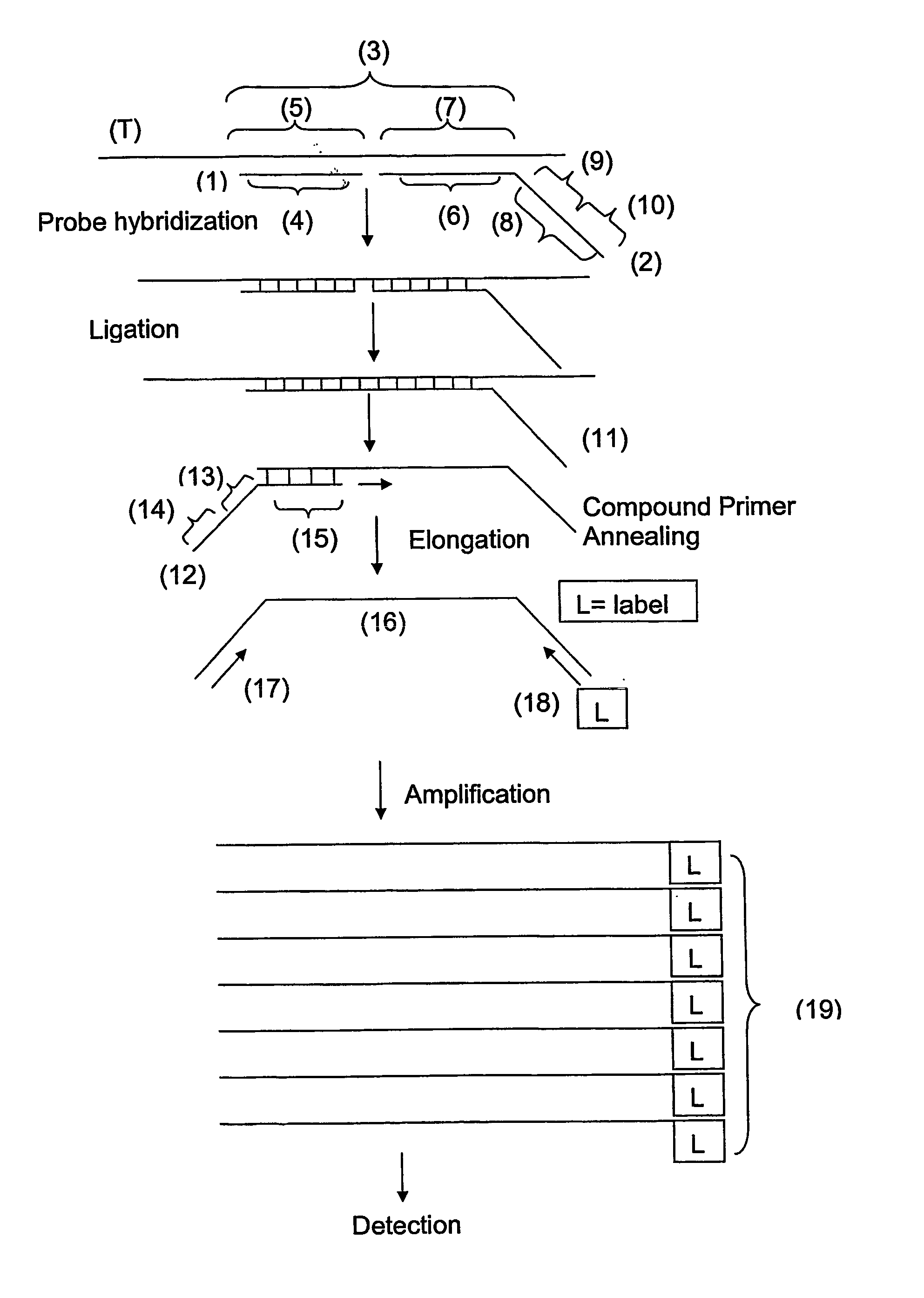 Ola-Based Methods for the Detection of Target Nucleic Avid Sequences
