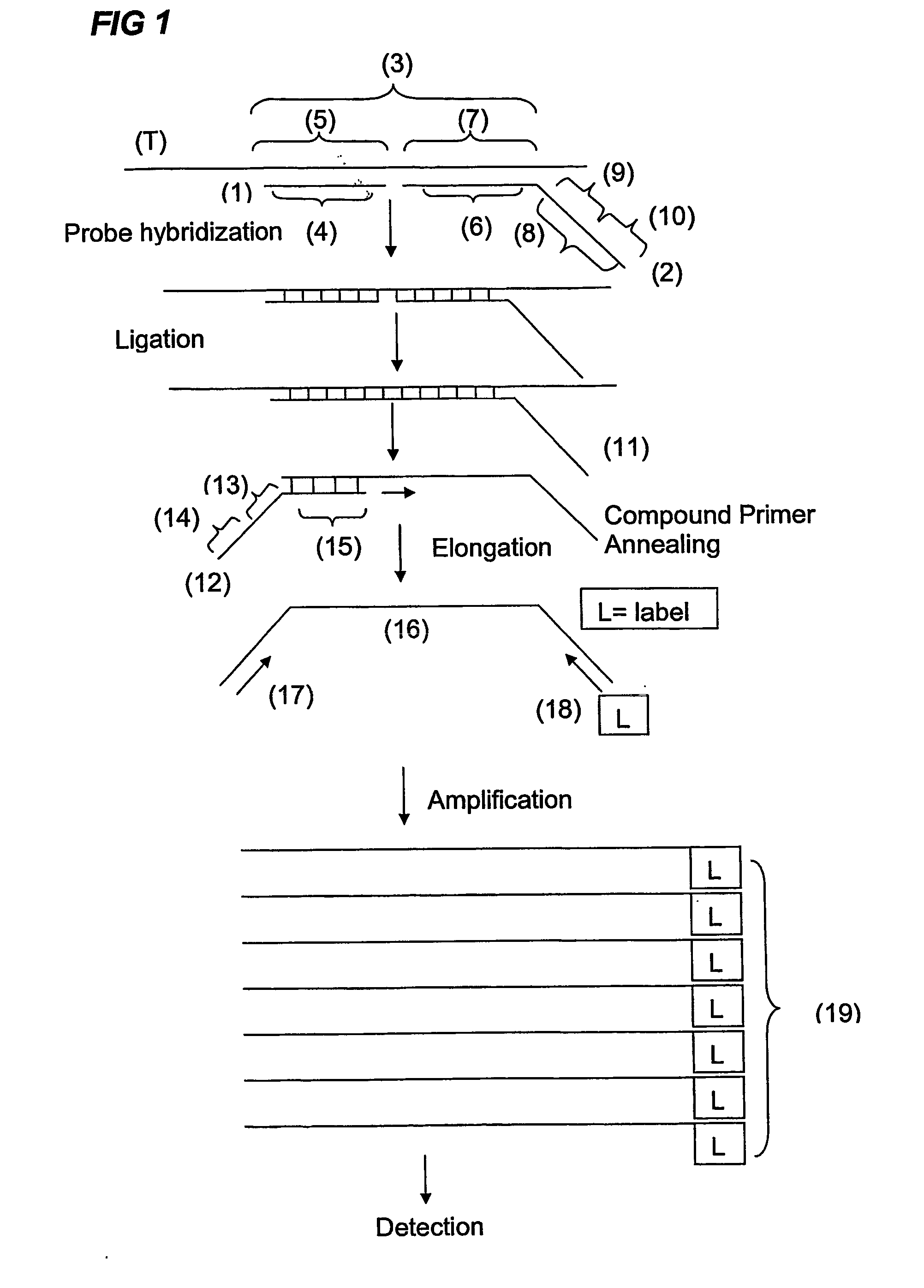 Ola-Based Methods for the Detection of Target Nucleic Avid Sequences