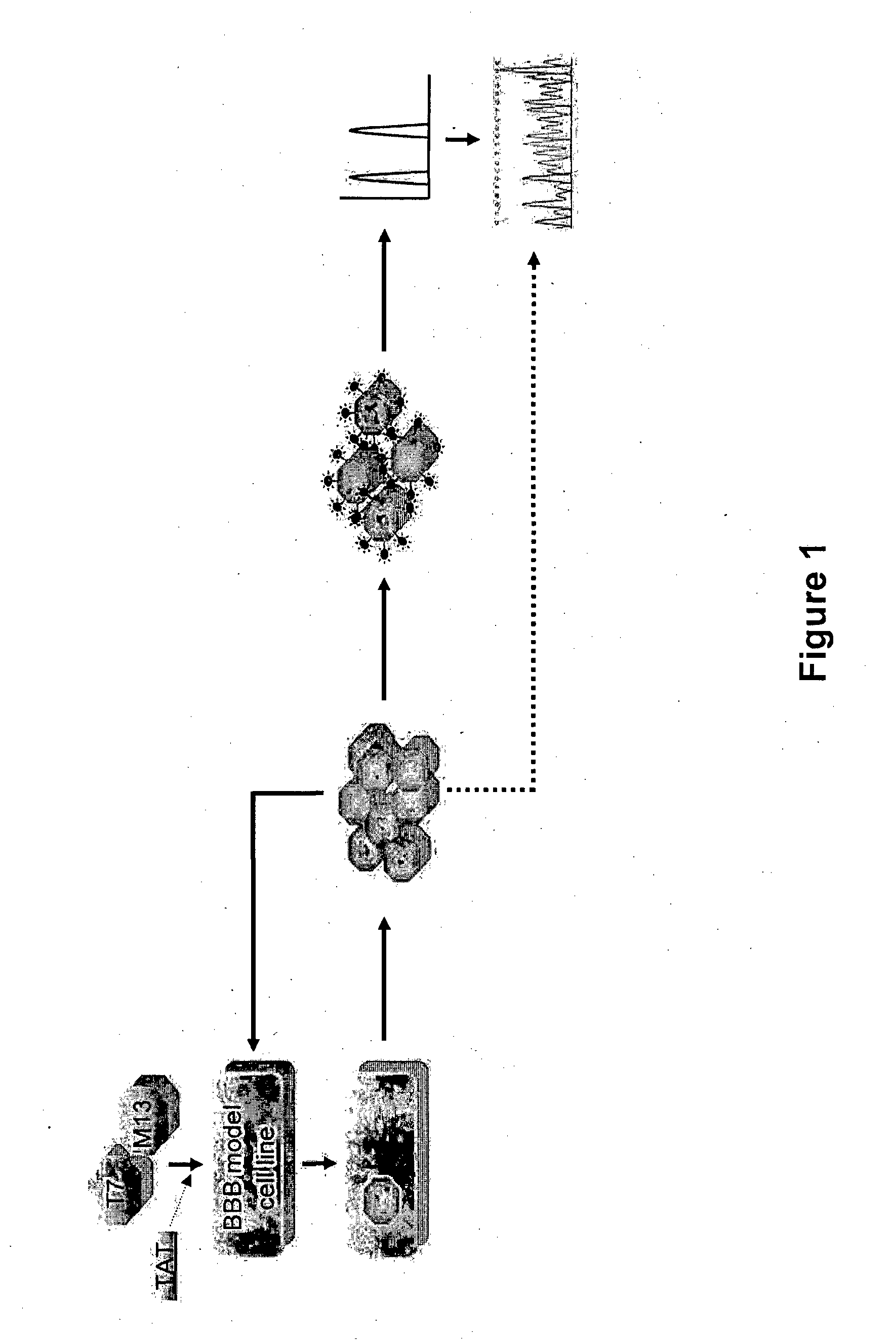 Method of Determining, Identifying or Isolating Cell-Penetrating Peptides