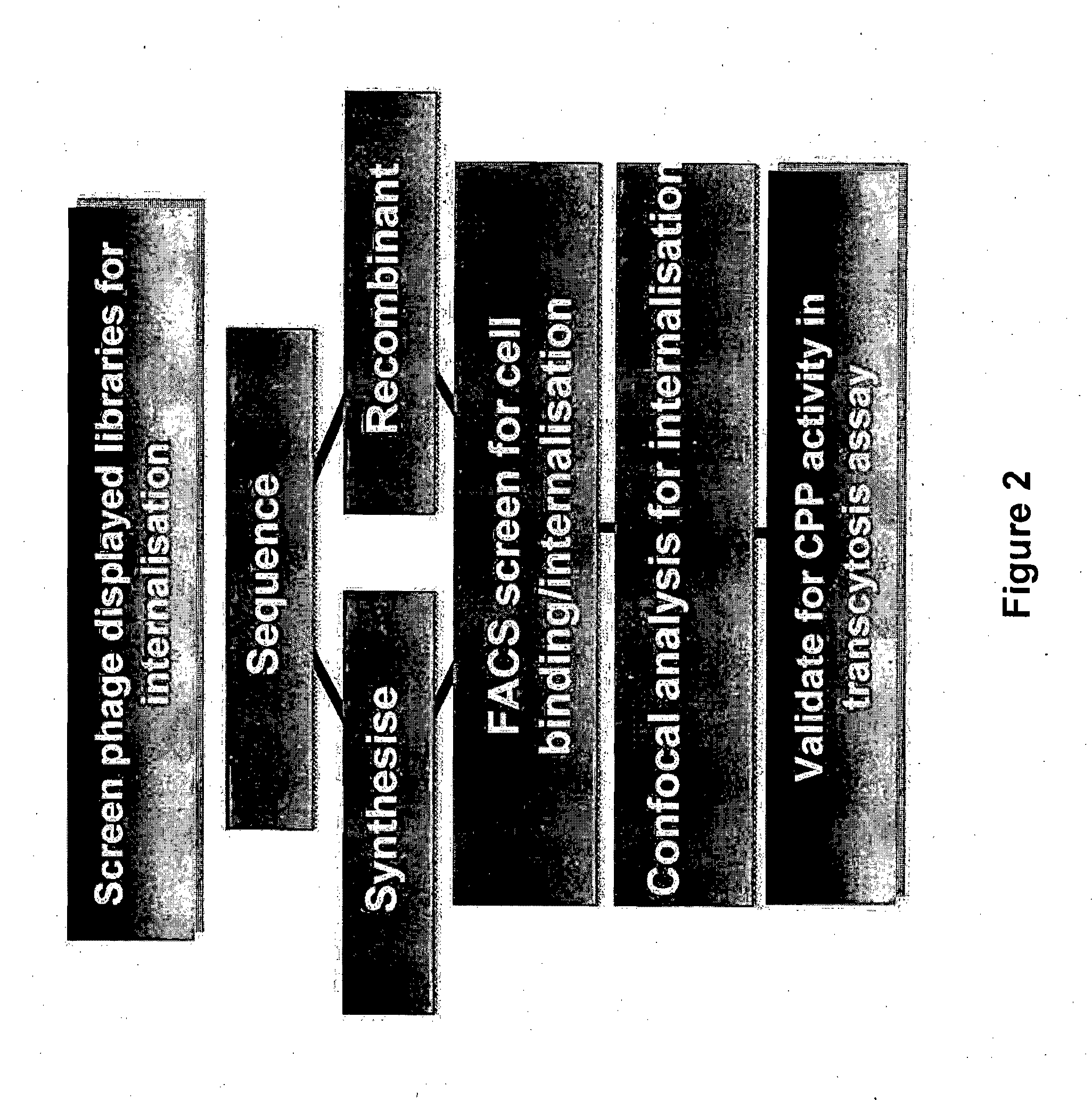 Method of Determining, Identifying or Isolating Cell-Penetrating Peptides