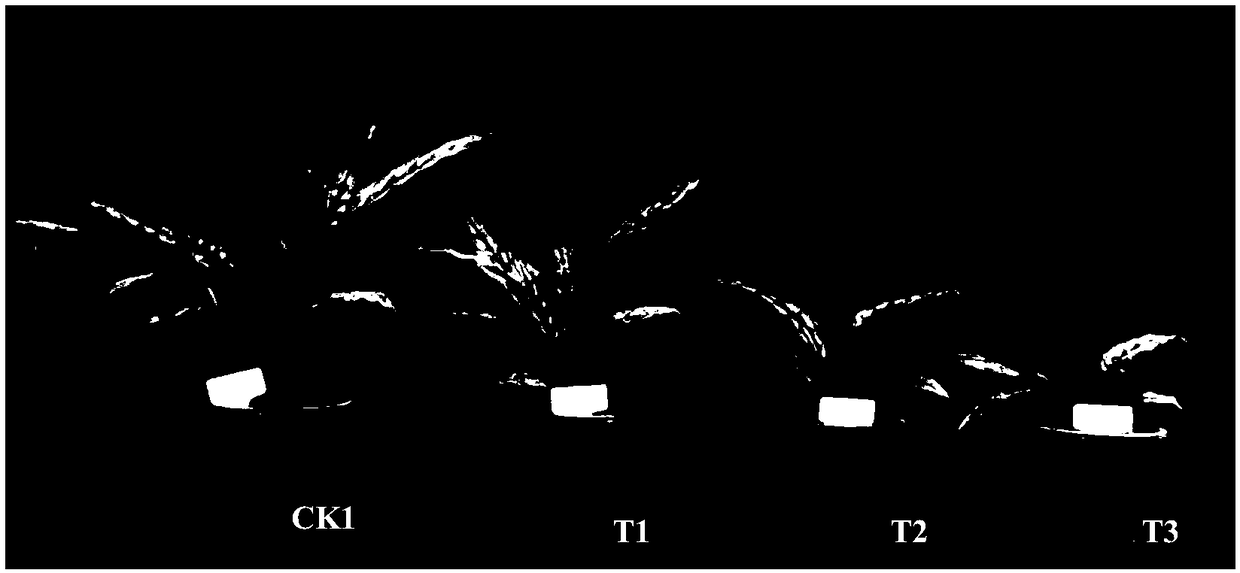 Method for dwarfing potted Hainan pseudo-ginseng