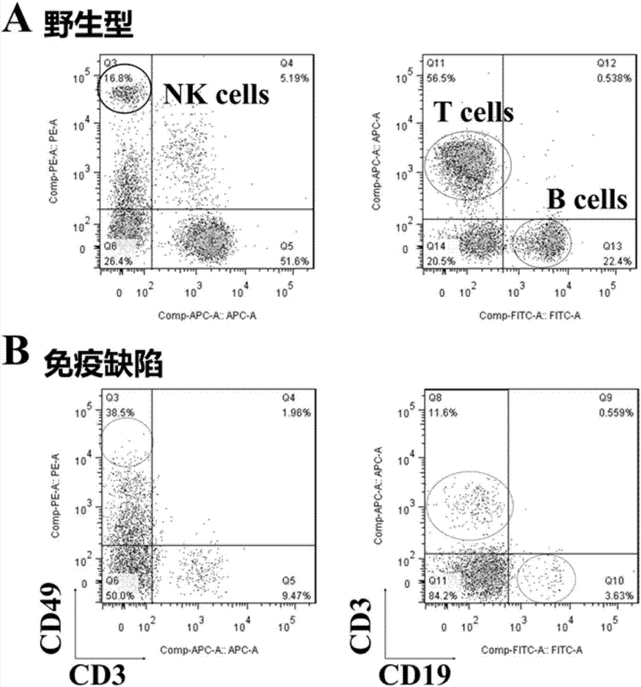 Construction method and application of immunodeficient mouse animal model
