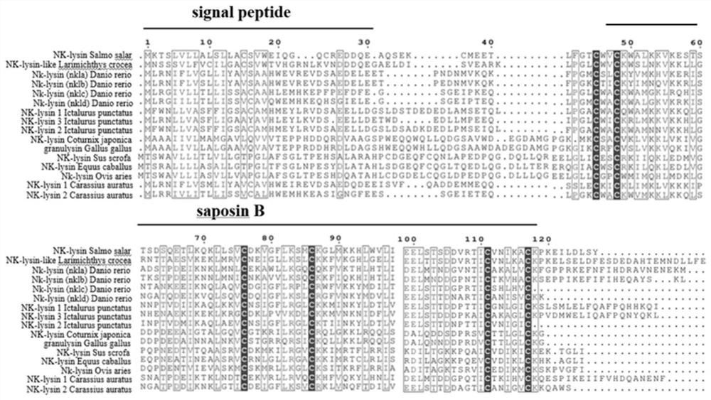 Antibacterial peptide and application thereof in aquaculture