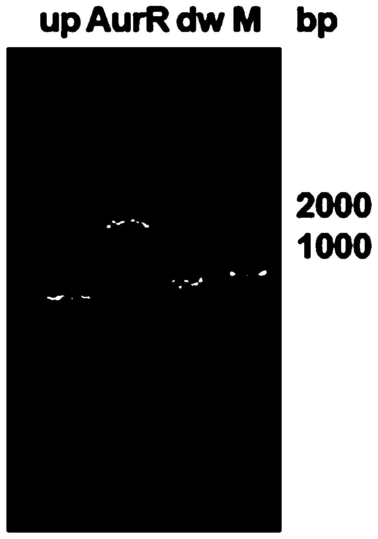 Saccharomyces cerevisiae gene engineering bacterium and construction method and application thereof