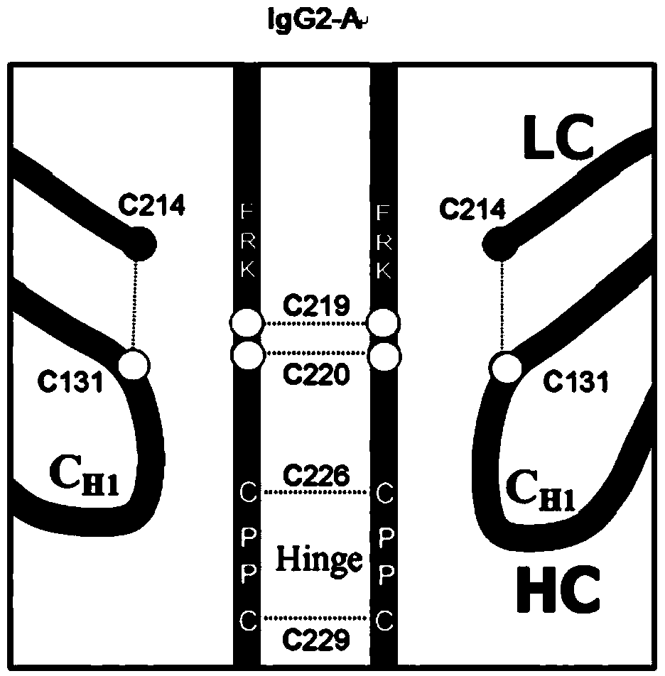 Hinge region modification body of human IgG2 antibody