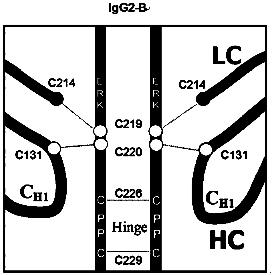 Hinge region modification body of human IgG2 antibody