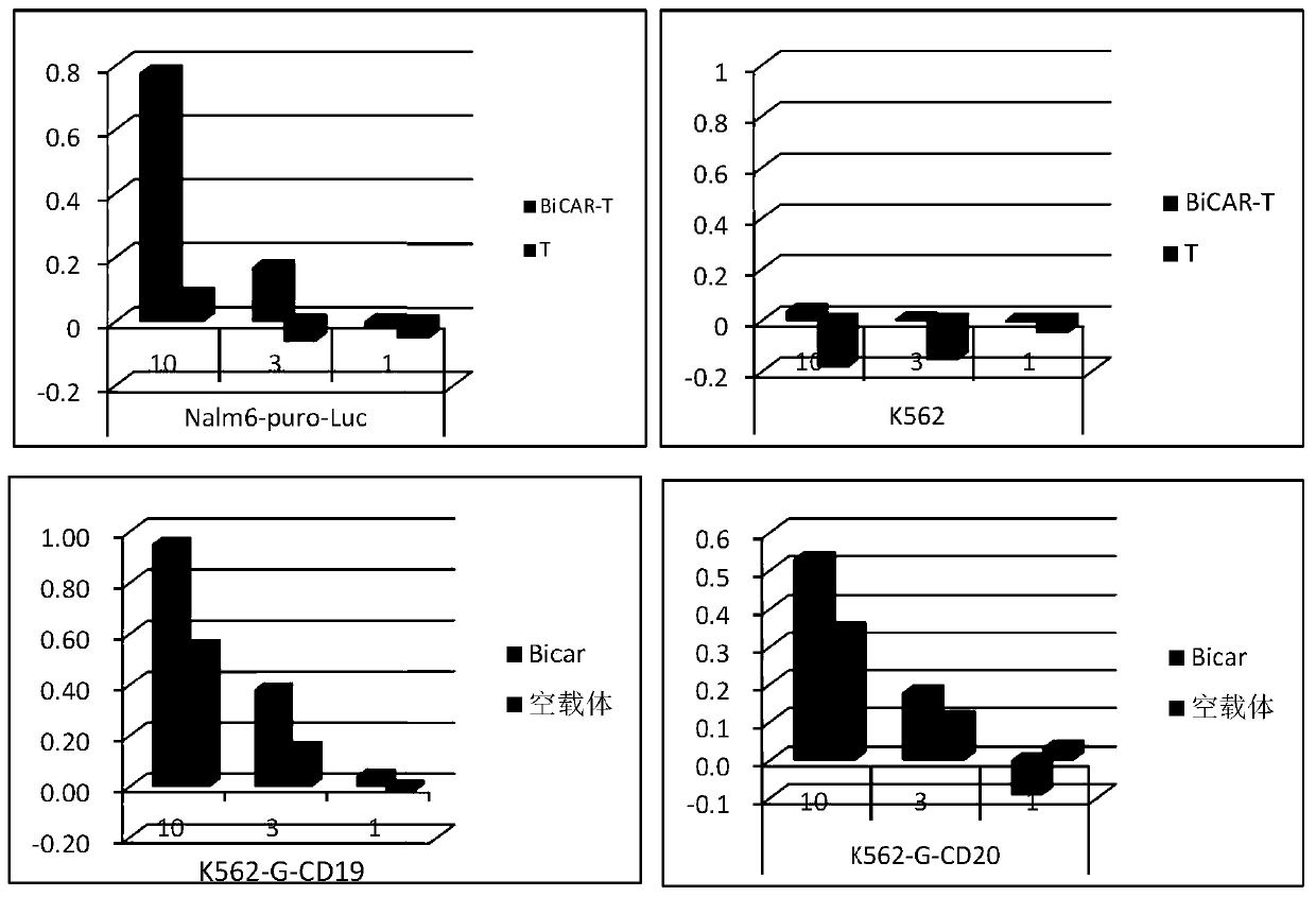 Human T lymphocytes carrying cd20/cd19 bispecific chimeric antigen receptor and preparation method and application