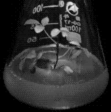 Exogenous GA3 induced Chinese rose flowering method