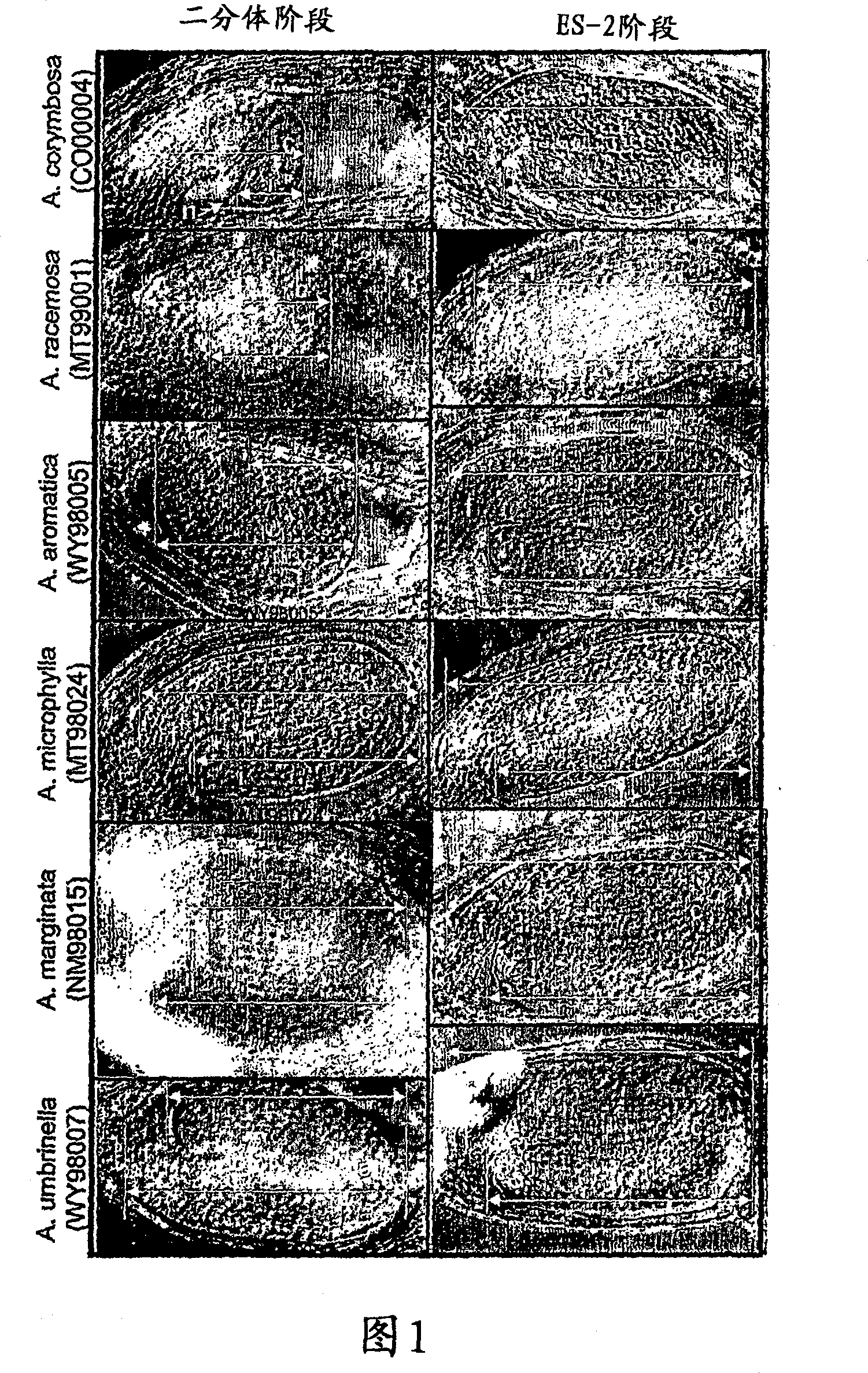 Methods for increasing the frequency of apomixis expression in angiosperms