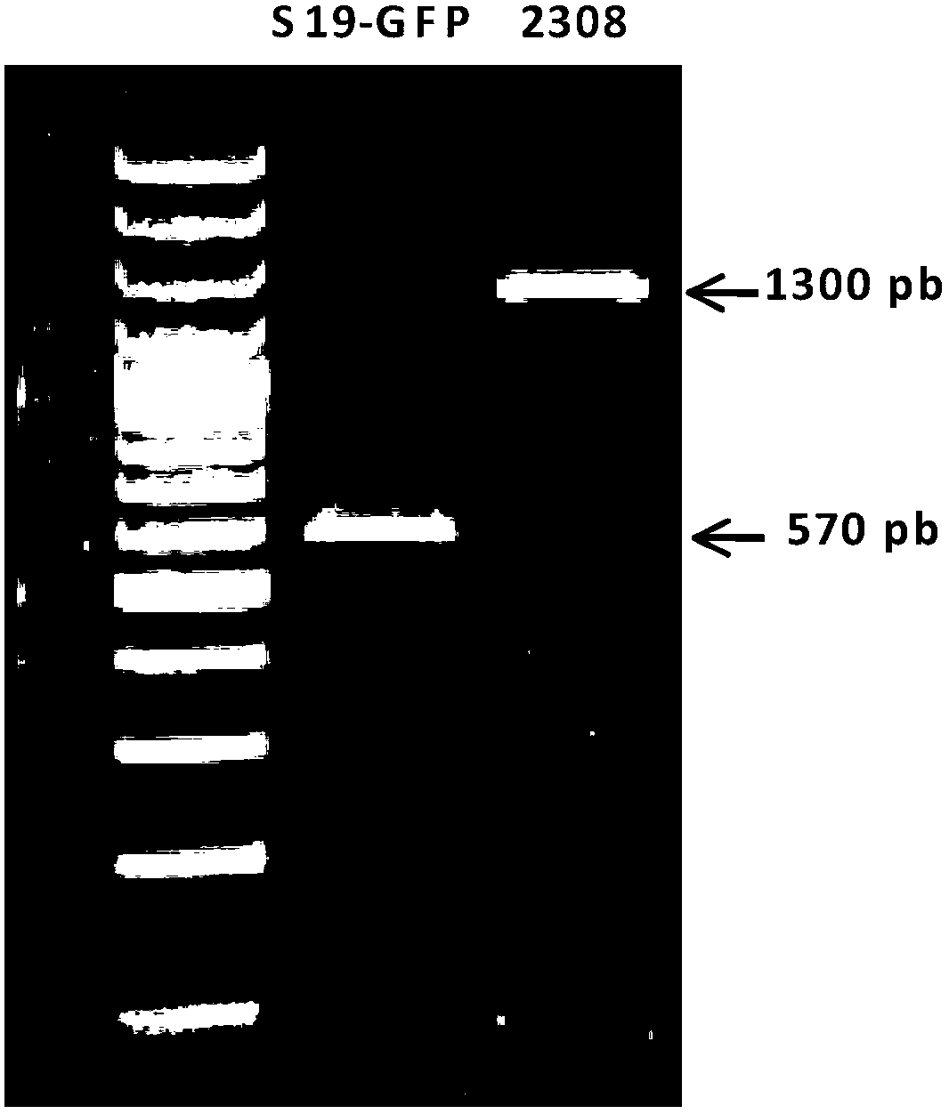 Method for the identification of animals vaccinated against brucella