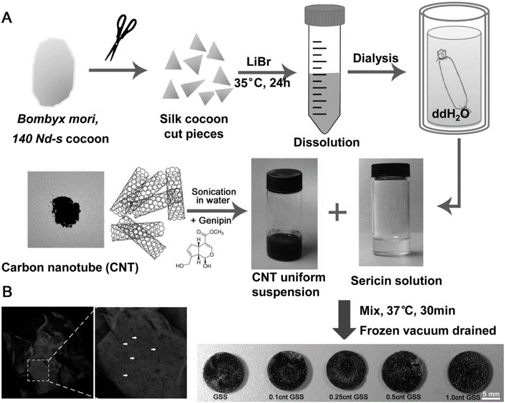 Sericin conductive hydrogel, preparation method thereof and scaffold prepared by sericin conductive hydrogel