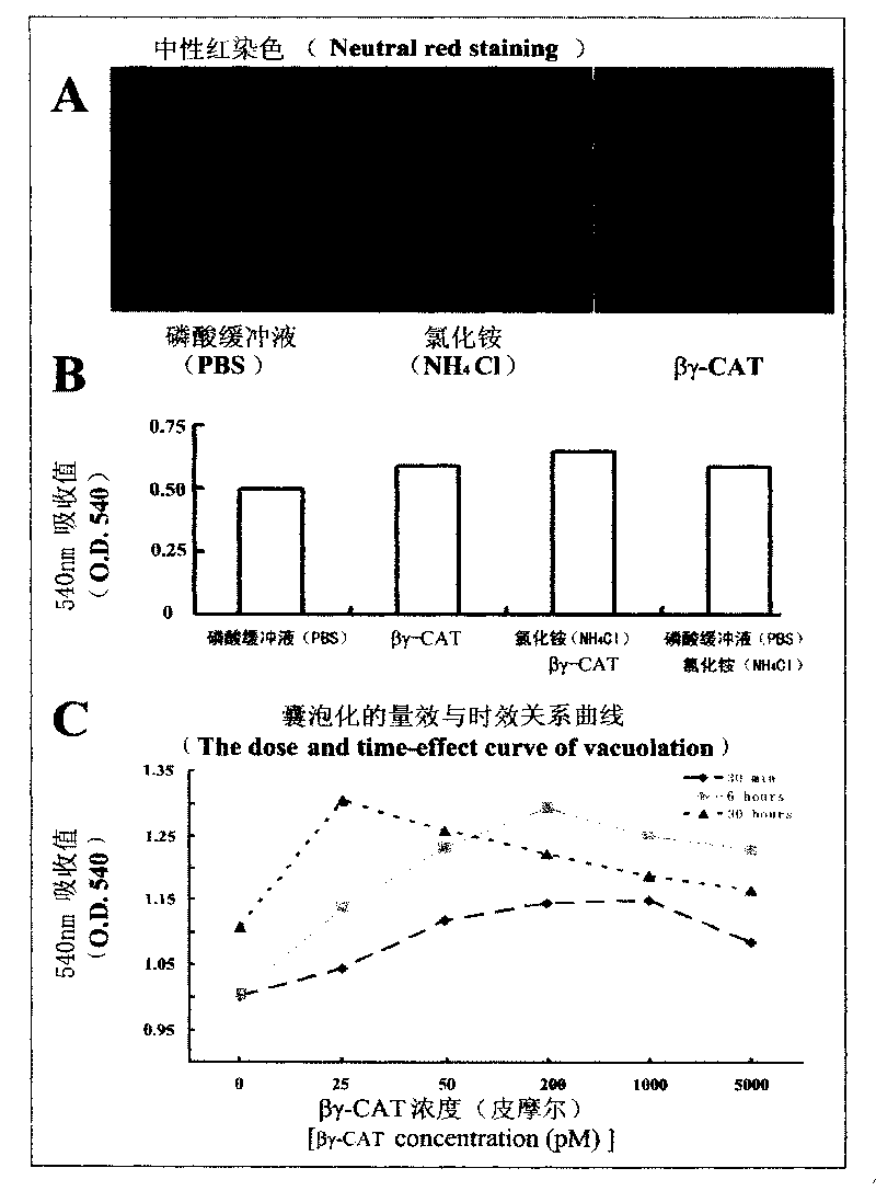 Bombina maxima non-crystalline beta gamma-crystallin and trefoil factor protein compound ,gene as well as preparation and use thereof