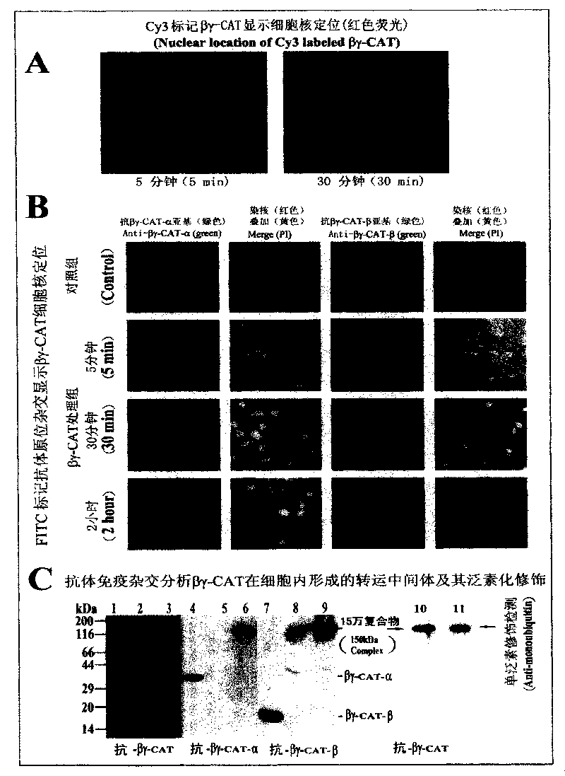 Bombina maxima non-crystalline beta gamma-crystallin and trefoil factor protein compound ,gene as well as preparation and use thereof