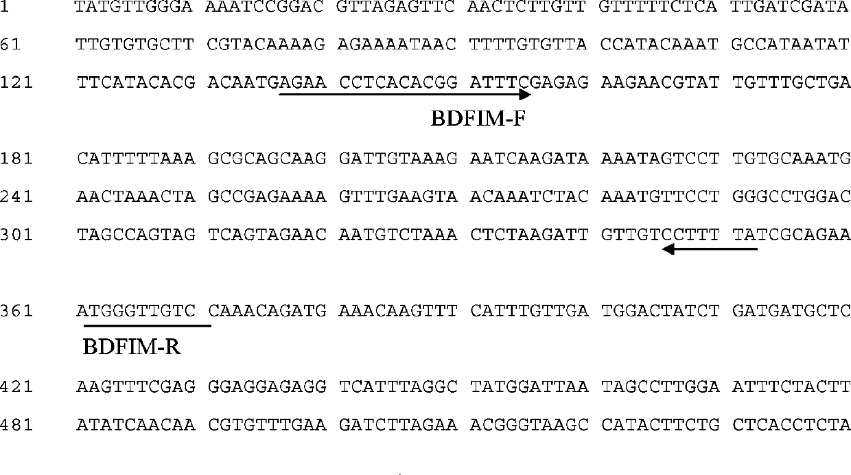 An internal standard gene suitable for the detection and copy number analysis of Brachypodium distachyon exogenous genes and its application