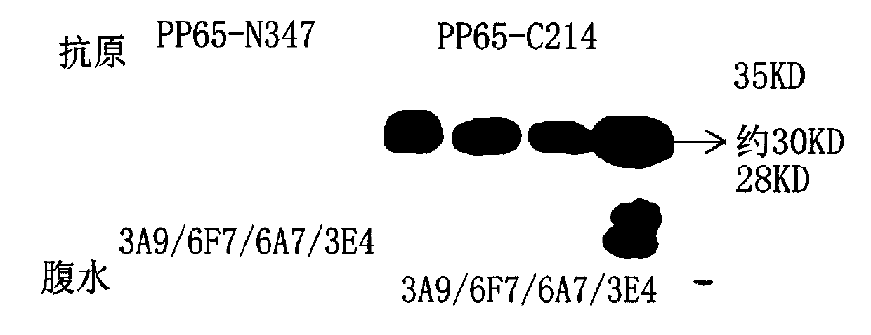 Hybridoma cell line c11-6f7 and its hcmv monoclonal antibody and application