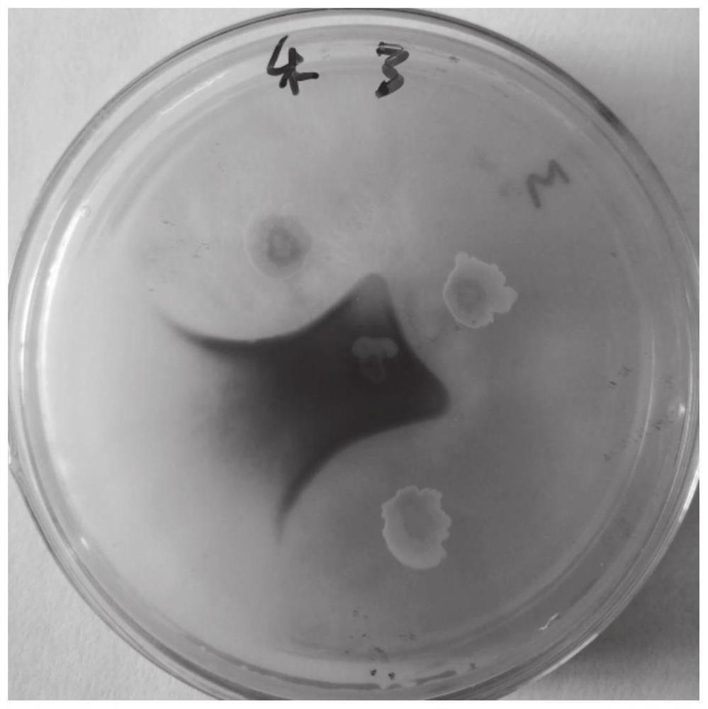 Bacillus aryabhattai strain and application thereof