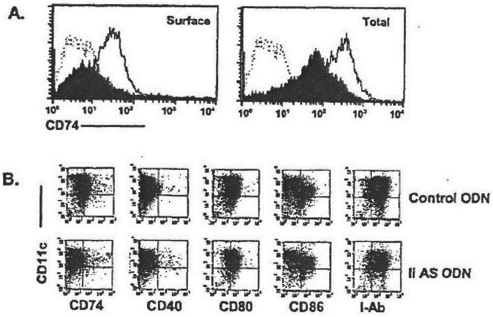 Method for enhancing antigen response of dendrite cells by modifying dendrite cells